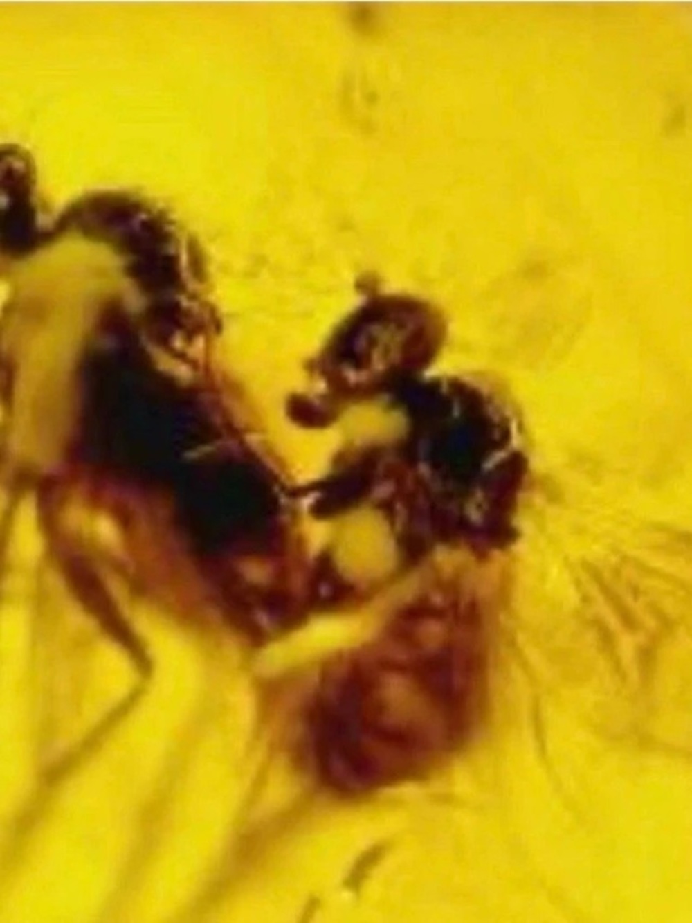 Amber Insect Inclusion Display Piece - Picture 2 of 2